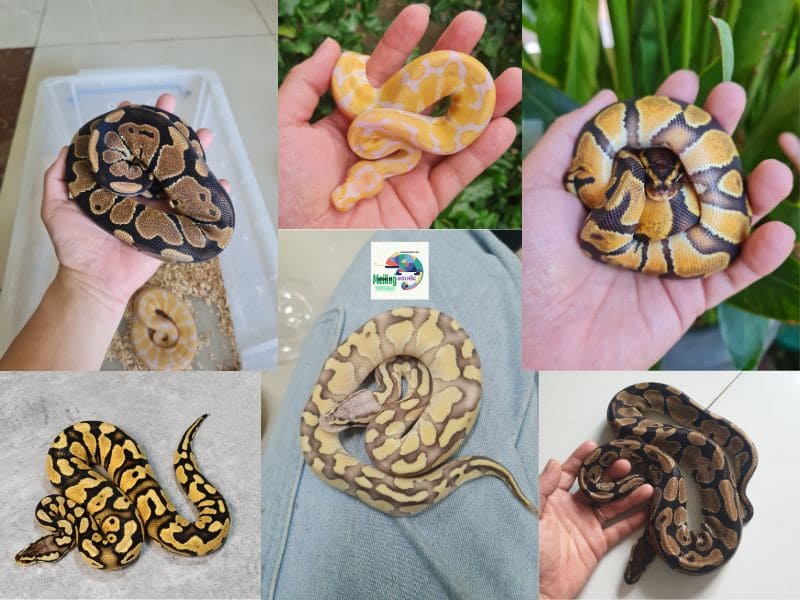 Ball Python