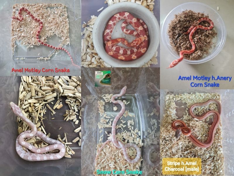 Corn Snake