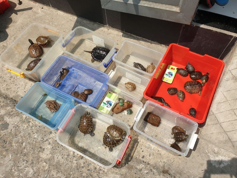 Turtles
