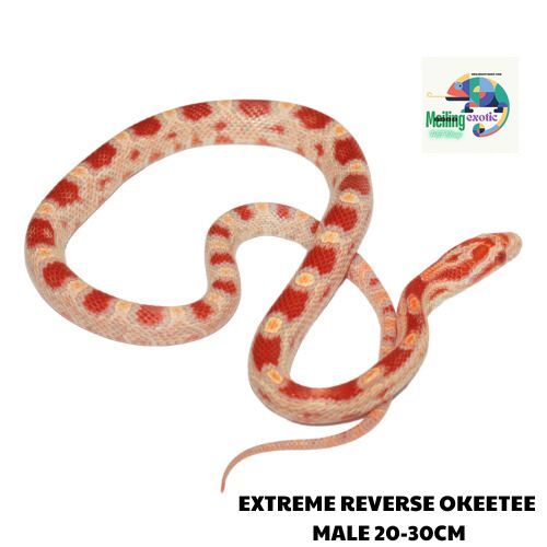 EXTREME REVERSE OKEETEE corn snake 20-30CM