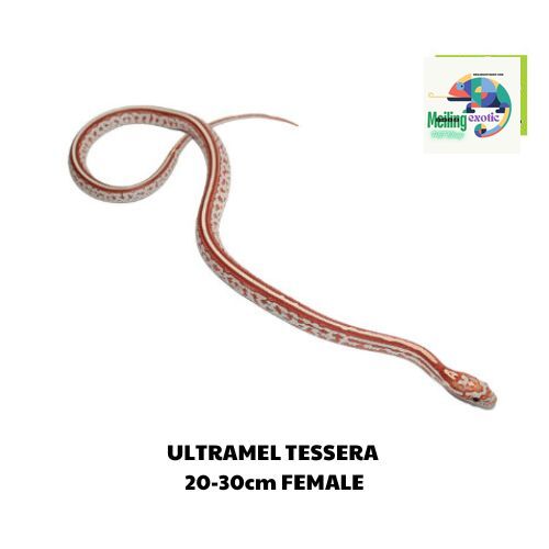 ULTRAMEL TESSERA corn snake 20-30cm