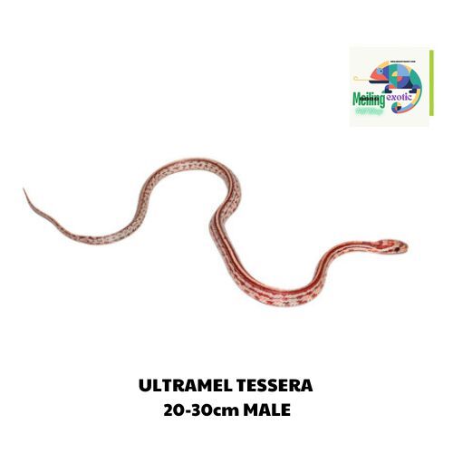 ULTRAMEL TESSERA corn snake 20-30cm