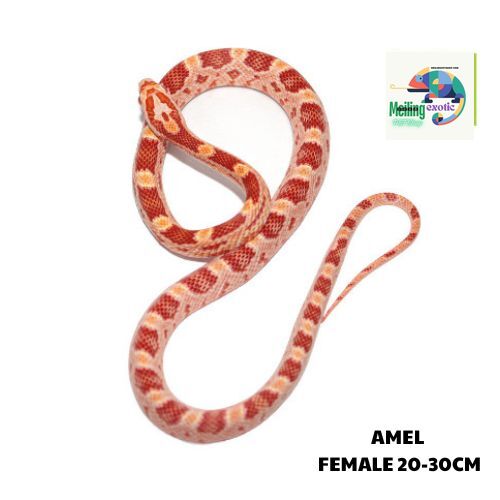 AMEL corn snake SIZE 20-30CM