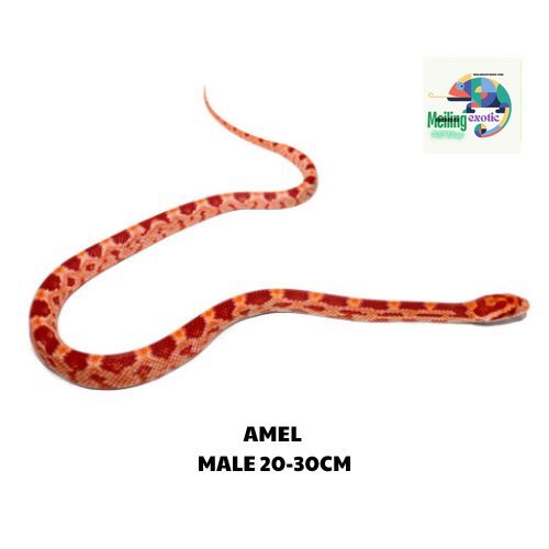 AMEL corn snake SIZE 20-30CM