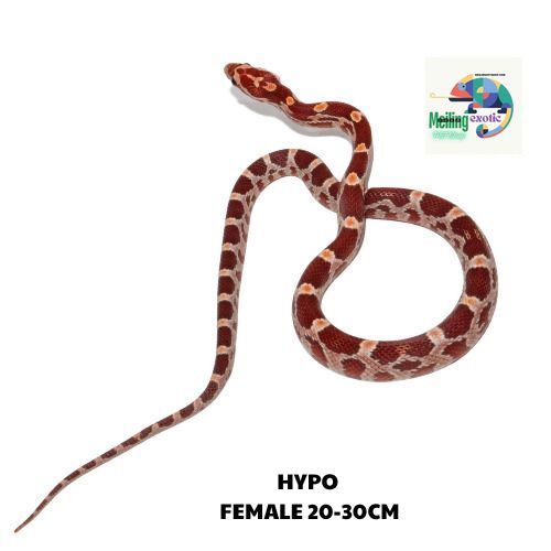 HYPO corn snake SIZE 20-30CM