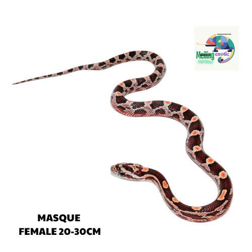 MASQUE corn snake SIZE 20-30CM