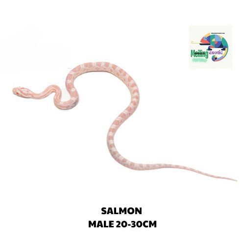 SALMON corn snake SIZE 20-30CM