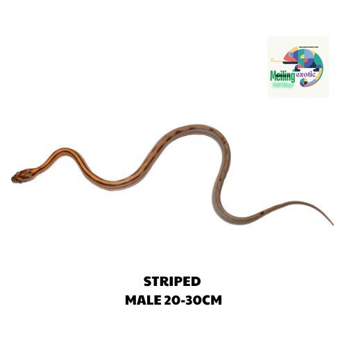 STRIPED corn snake SIZE 20-30CM
