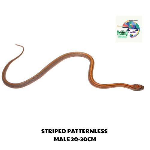 STRIPED PATTERNLESS corn snake SIZE 20-30CM