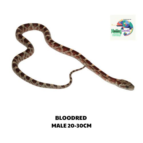 BLOODRED corn snake 20-30CM