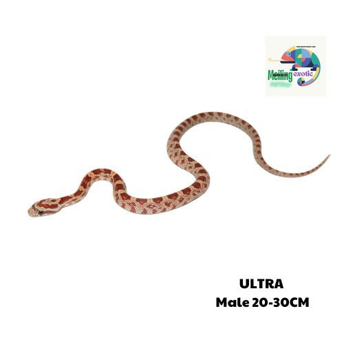 ULTRAMEL corn snake 20-30cm