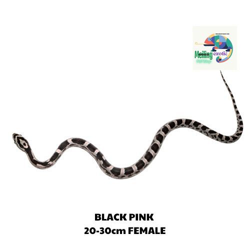 BLACK PINK corn snake 20-30cm 
