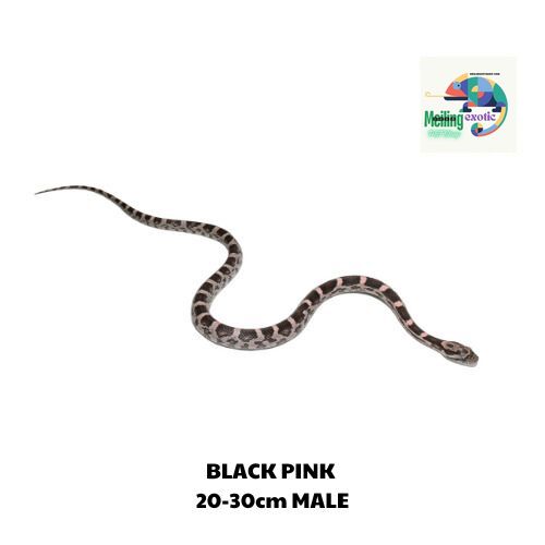 BLACK PINK corn snake 20-30cm 
