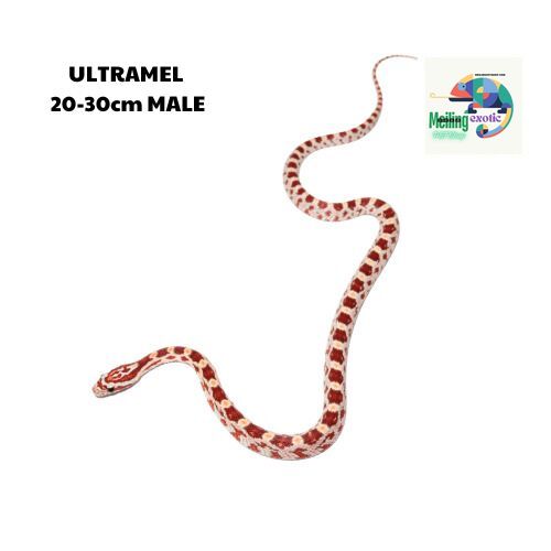 ULTRAMEL corn snake 20-30cm