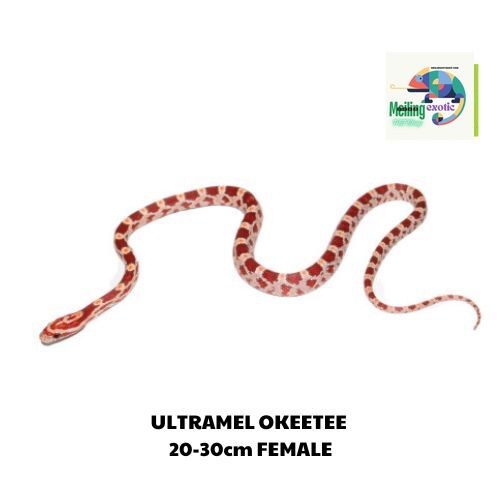 ULTRAMEL OKEETEE corn snake 20-30cm