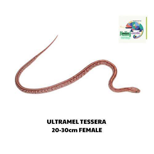 ULTRAMEL TESSERA corn snake 20-30cm